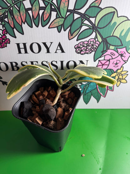 Hoya kerrii (Outer variegated) - Cuttings