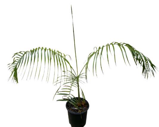 Slightly closer zoomed in juvenile potted Dypsis onilahensis 