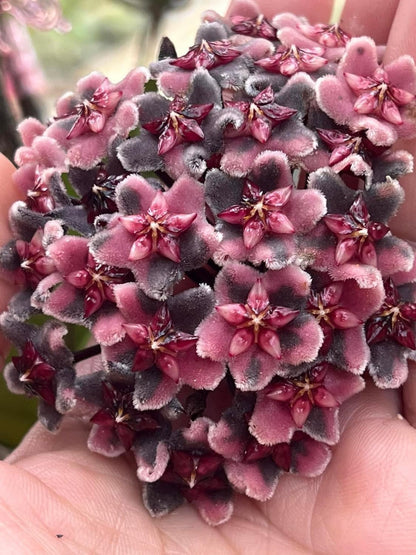 Bundle # 3 - Hoyas with Dark Flowers