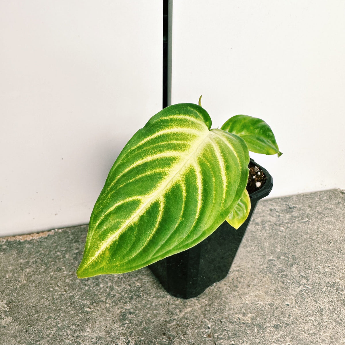Caladium Lindenii