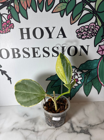 Hoya pachyclada - Big round leaves , Outer variegated