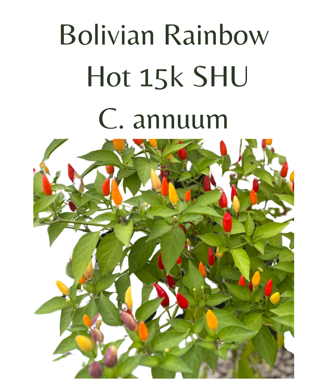 Bolivian Rainbow Chilli Seeds (10 seeds) - Rasmussen Gardens