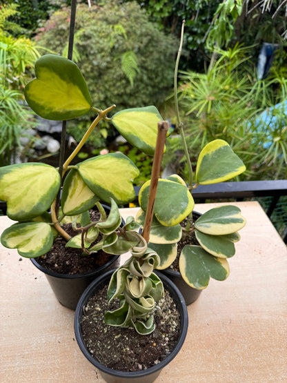 Premium Variegated Bundle