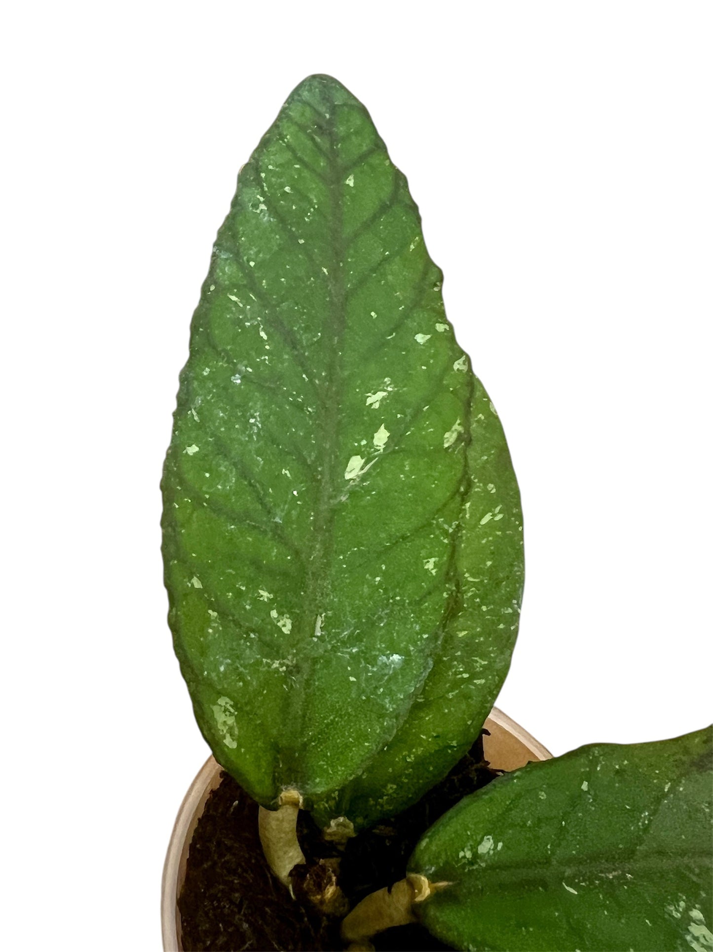 Hoya sp. Aceh, Clone 2, Extremely Rare