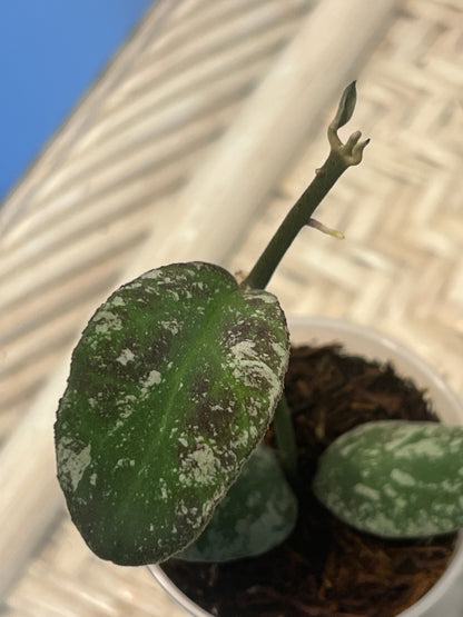 Hoya waymaniae ‘Cloudy Sky’ , Extremely Rare
