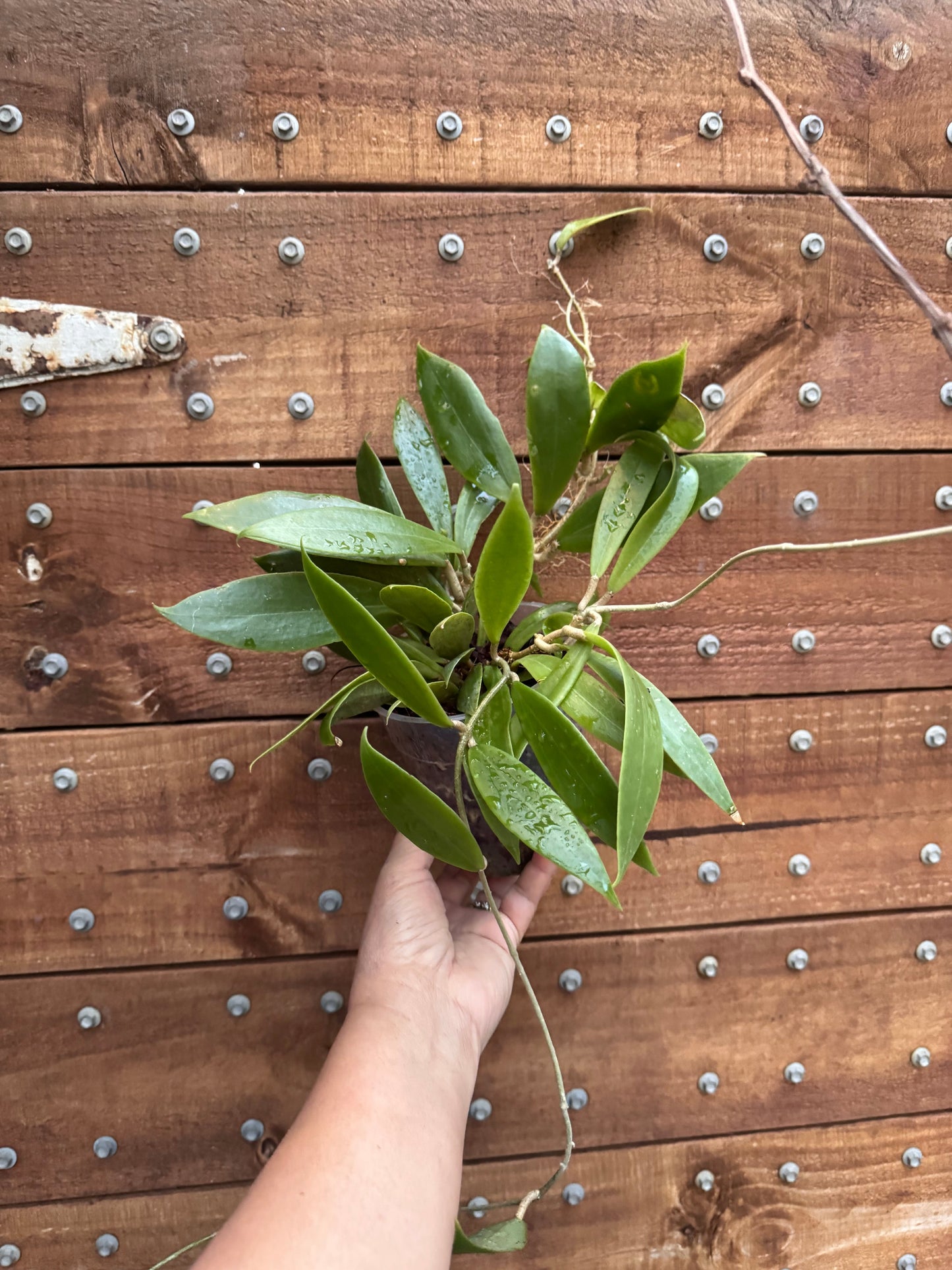 Hoya verticillata (NR-01)