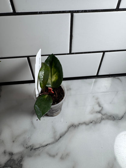 Variegated Hoya Bundle # 2