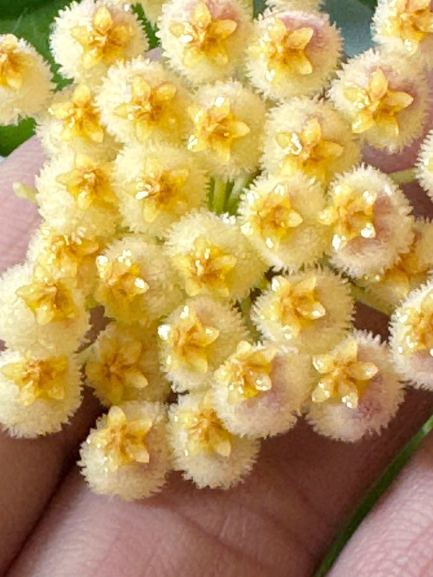 Hoya obscura (Yellow)