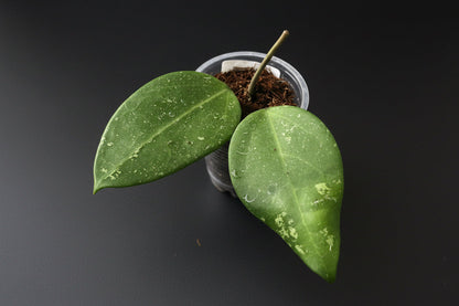 Hoya sp. Thien Phuc (Splash), New Release, extremely rare