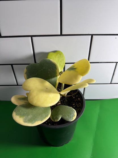 Hoya kerrii (Outer variegated), Full Plant