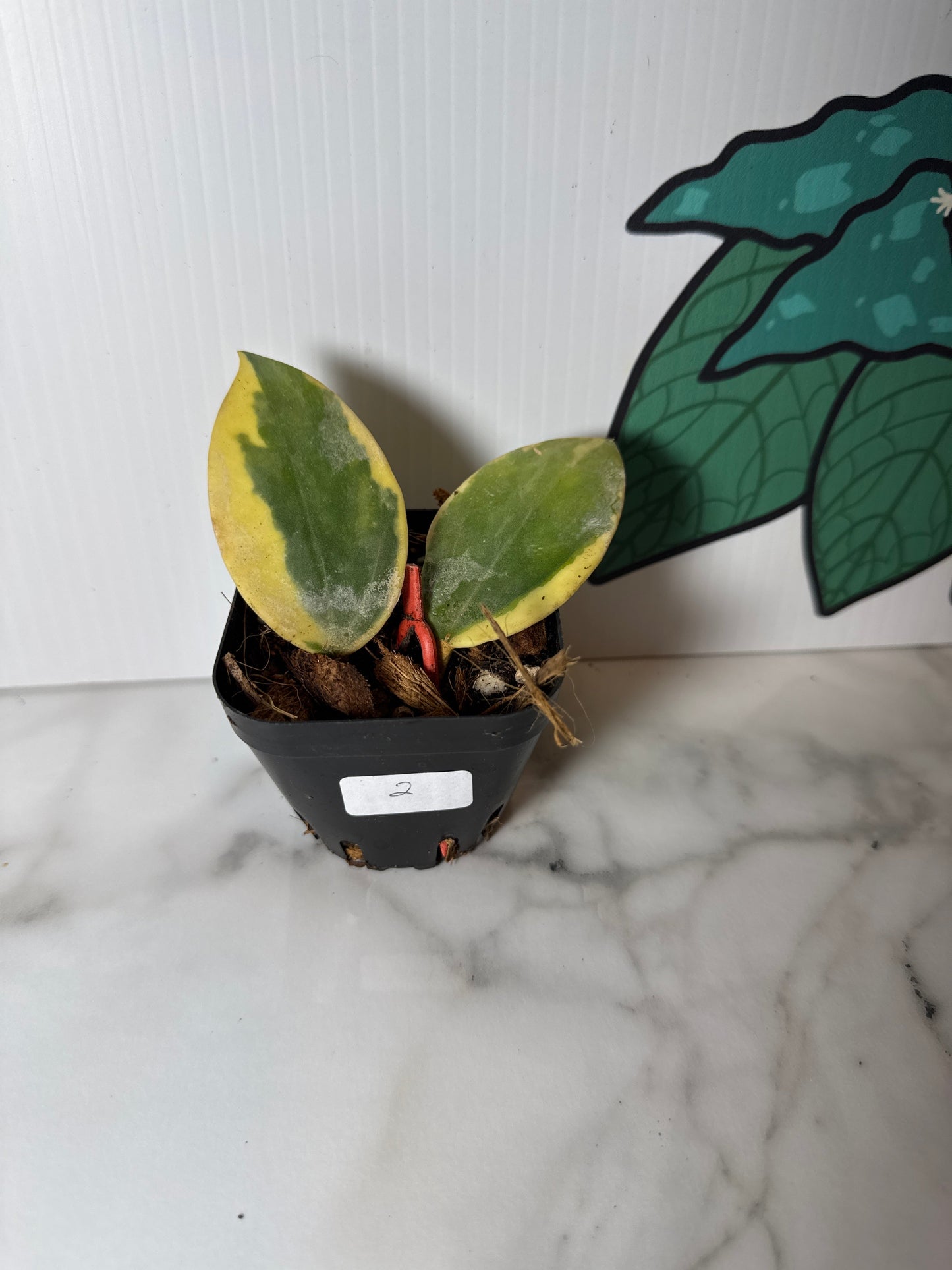 Hoya sp.  para albomarginata
