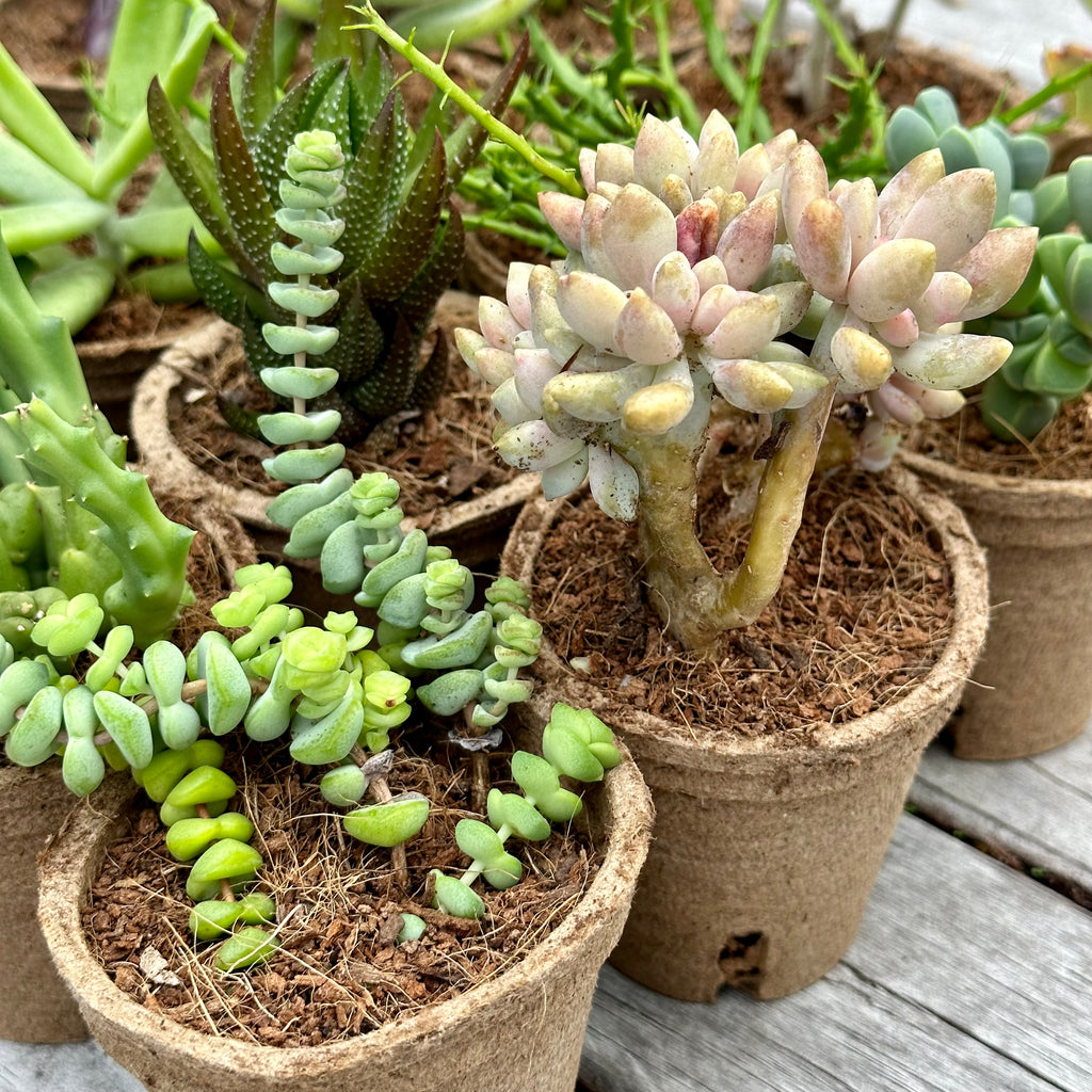 WEIRD & WONDERFUL Succulents Gift Box (6 Pack)