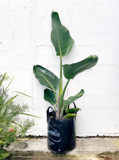 Bird of Paradise plant NZ - Strelitzia Nicolai Plant