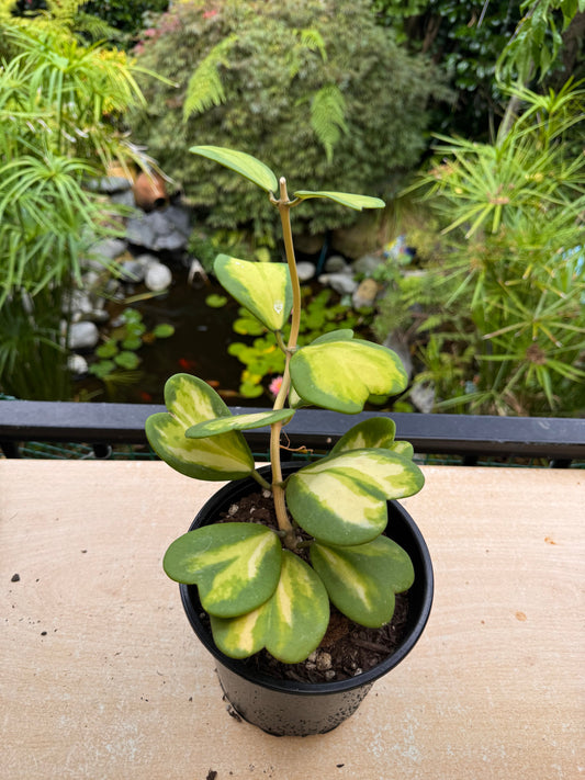 Hoya kerrii (Inner variegated), Full Plant