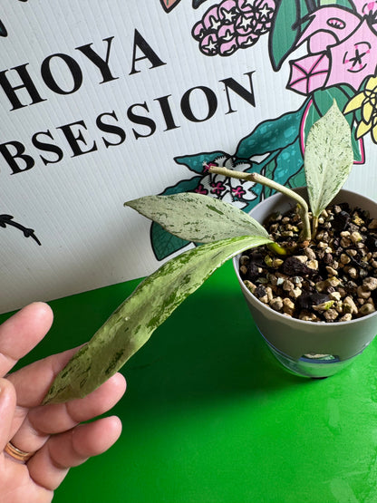 Hoya pubicalyx ‘Pink Silver Ghost’, Very rare