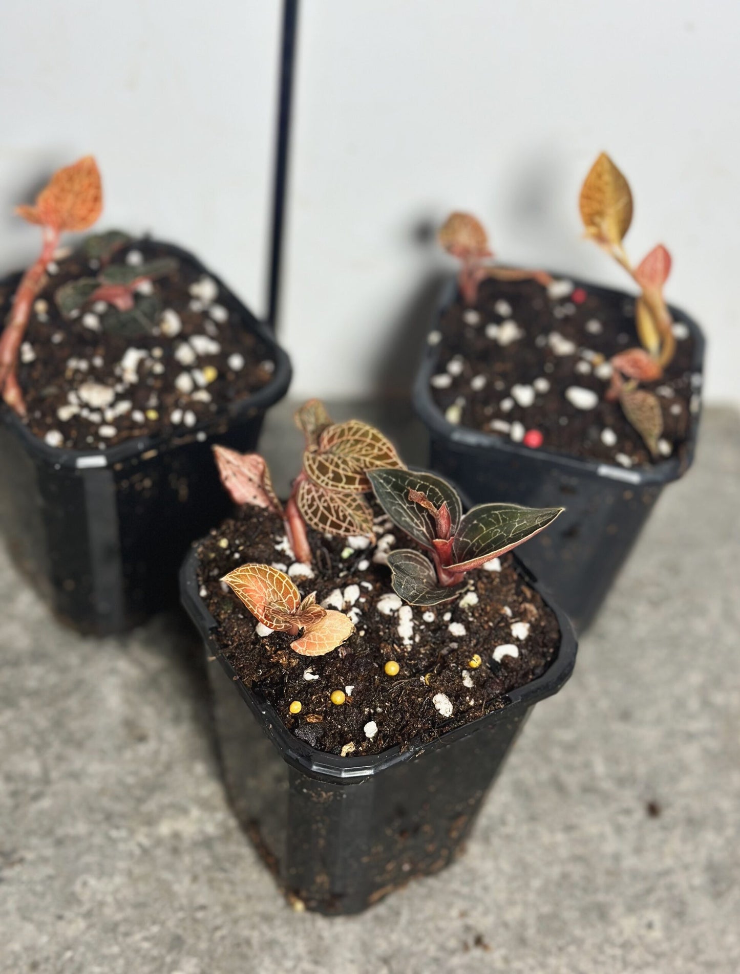 Multi-planted Jewel Orchids