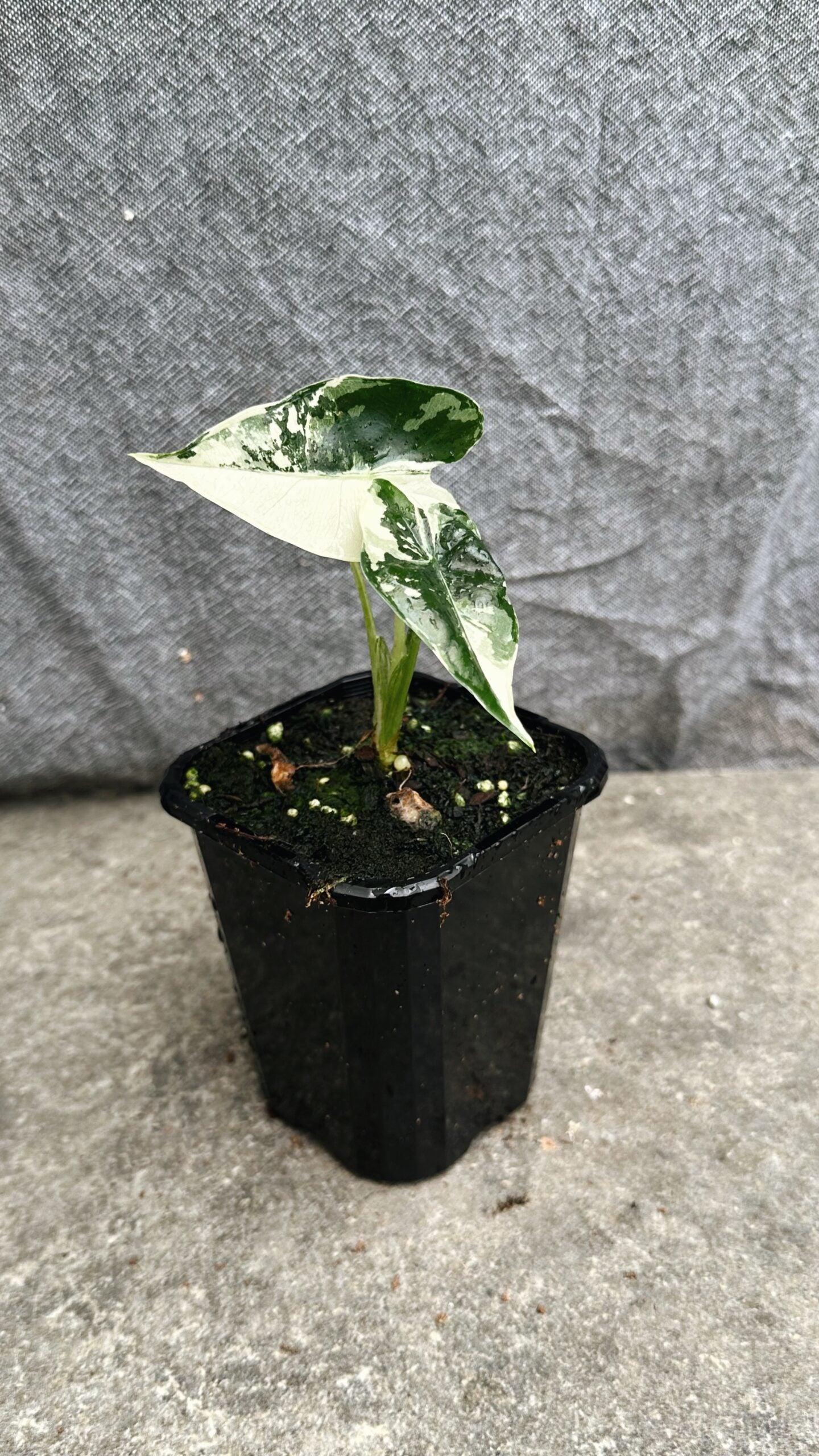 Alocasia Frydek Variegated