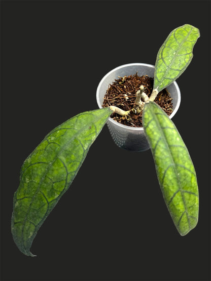Hoya UT 073, Very Rare