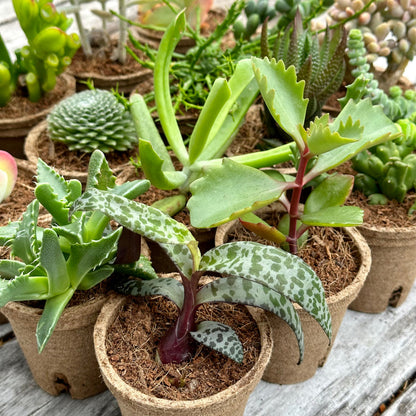 WEIRD & WONDERFUL Succulents Gift Box (6 Pack)