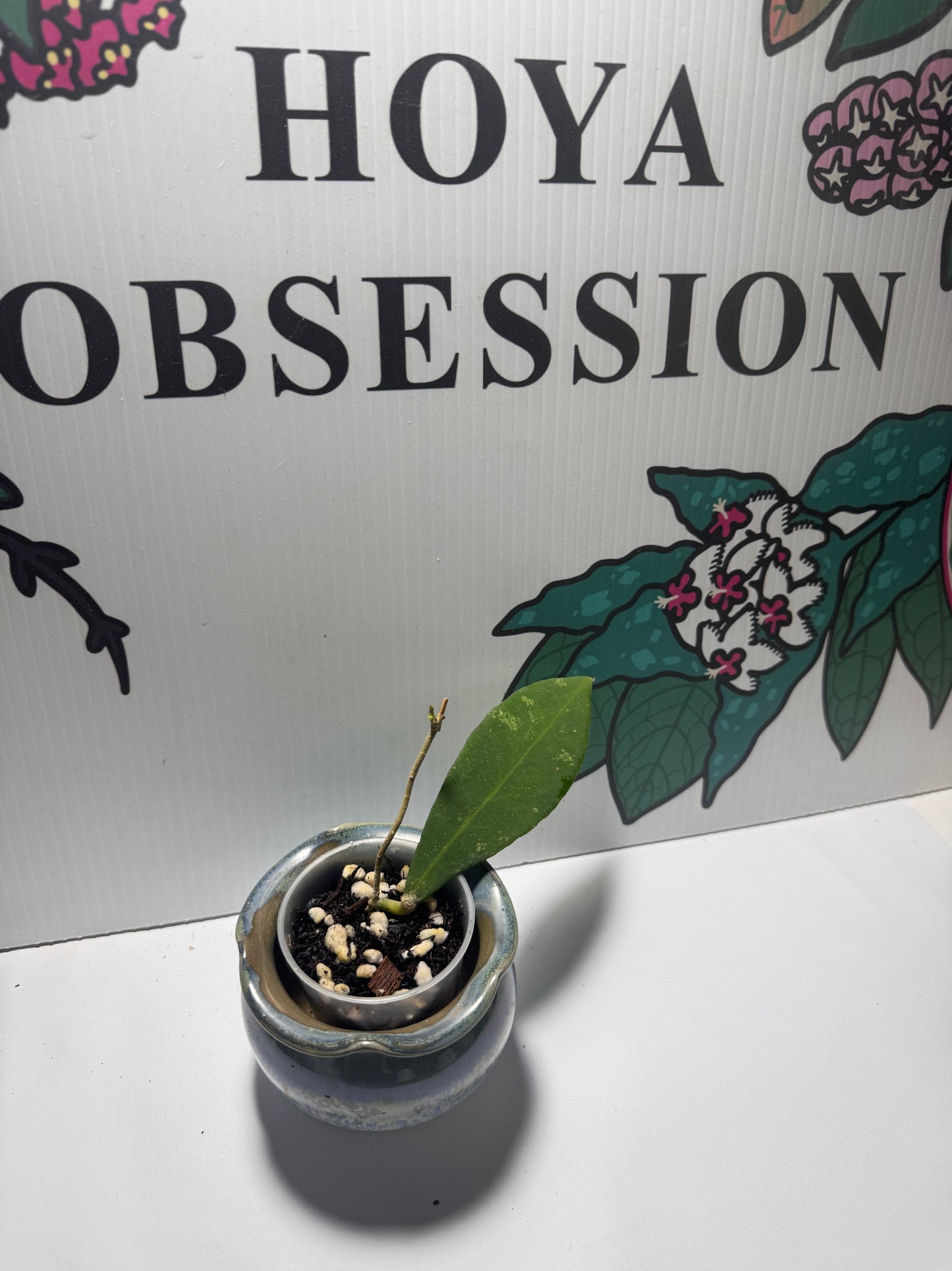 Hoya ruthiae (aka UT-168)