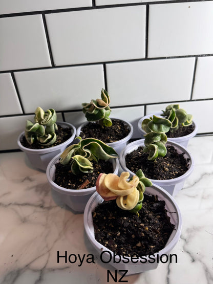 Budget-Friendly Hoya compacta ‘Regalis’