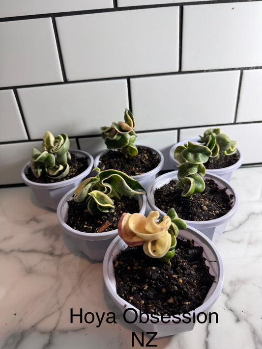 Budget-Friendly Hoya compacta ‘Regalis’