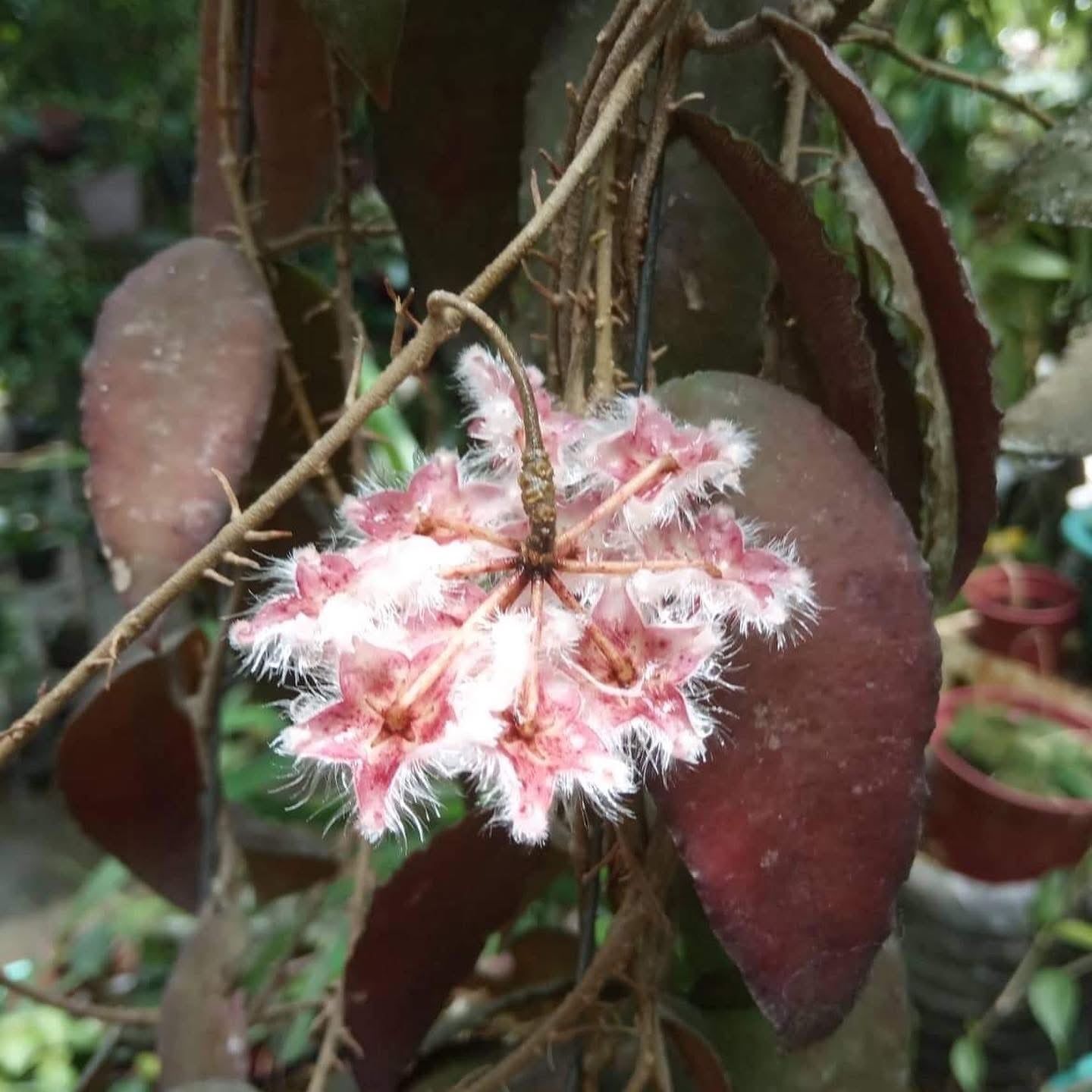 Hoya caudata Sumatra