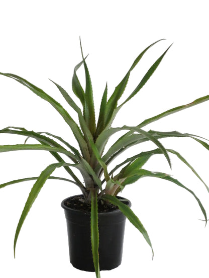 Red Pineapple Plant 3ltr