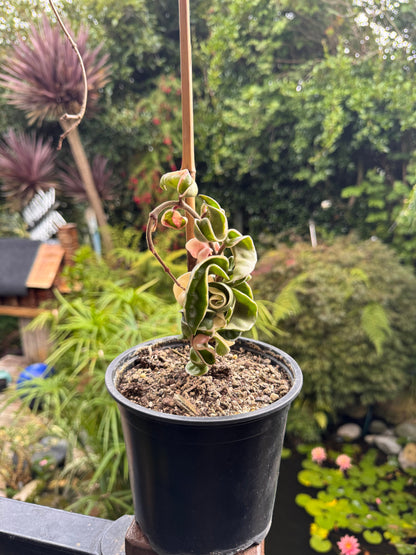 Hoya compacta 'Regalis' in 15cm pot
