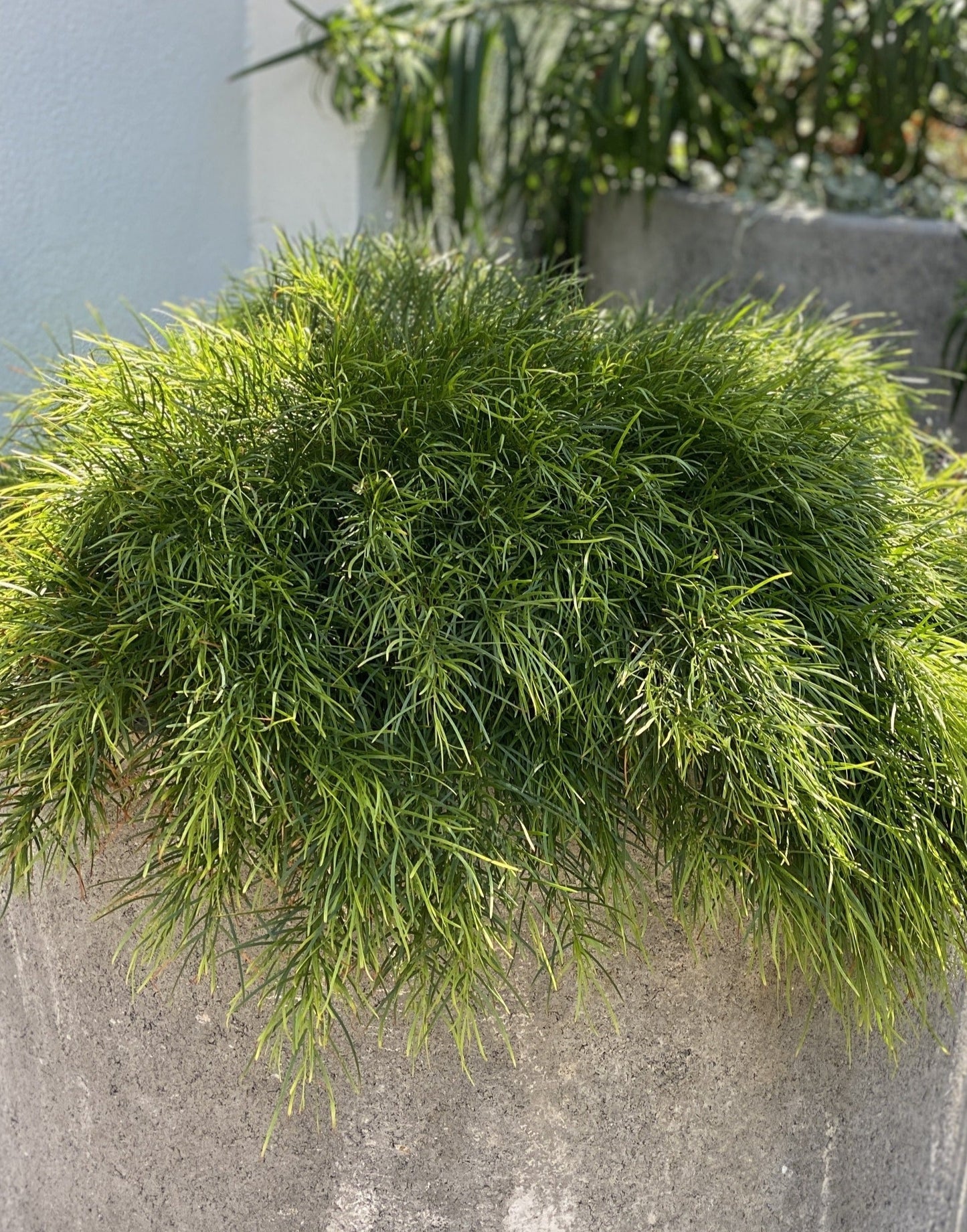Acacia 'Limelight'