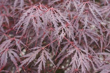 Acer palmatum dissectum 'Tamukeyama' XL 80ltr