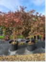 Acer palmatum dissectum 'Tamukeyama' XL 80ltr