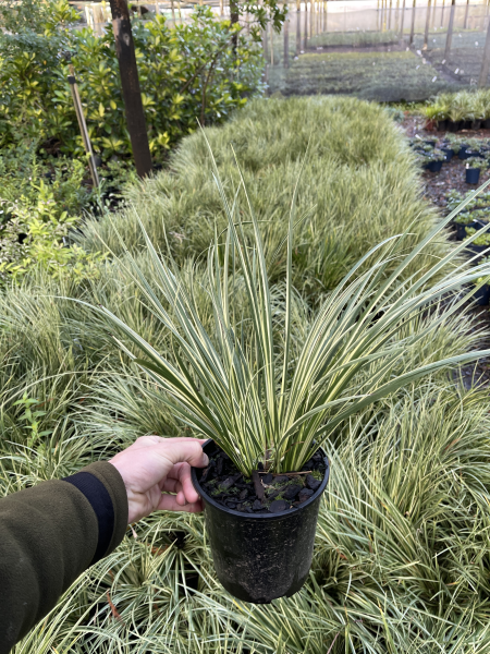 Acorus gramineus variegatus 'Japanese Sweet Flag'
