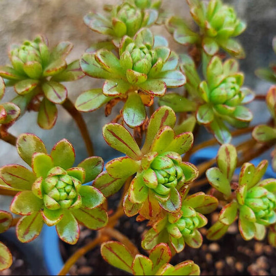 Aeonium x Loartei