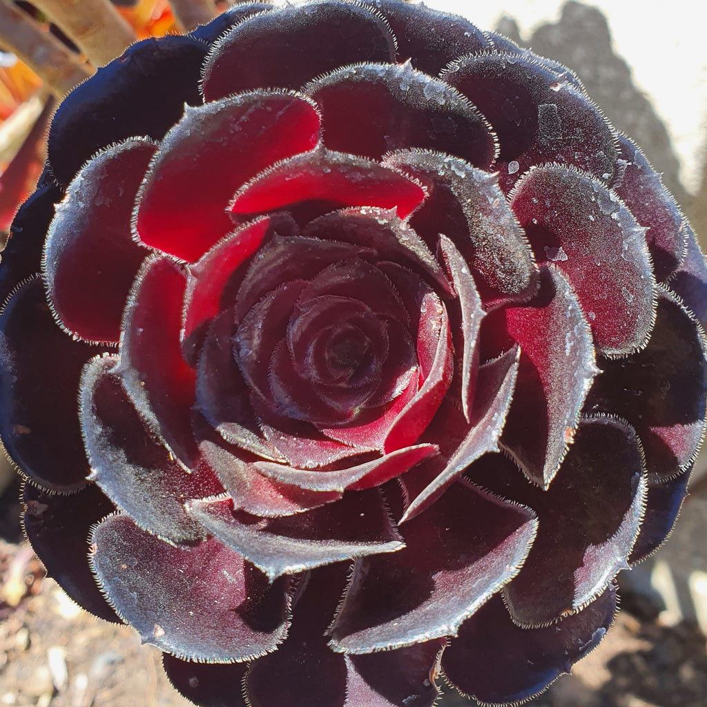 Aeonium Arboreum Zwartkop | Black Rose Aeonium