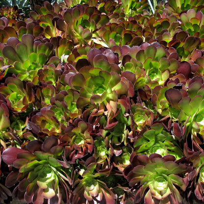 Aeonium Garnet