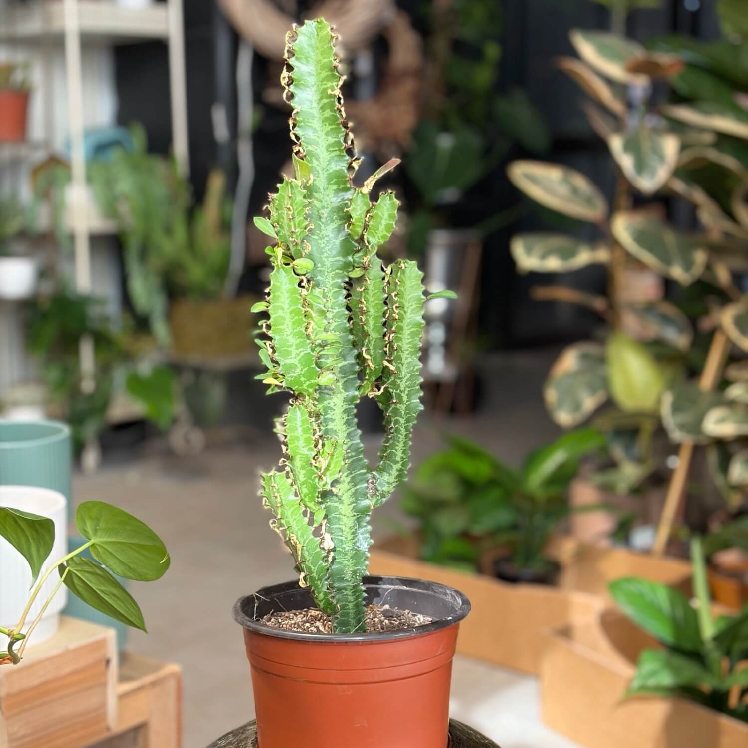 City Jungle Succulent African Milk Tree