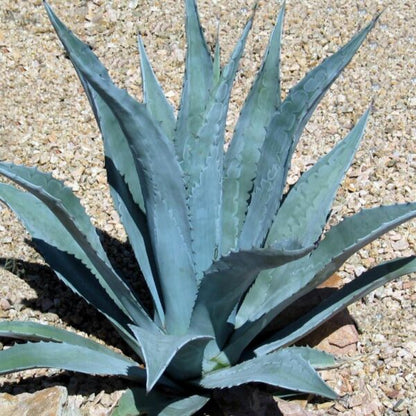 Agave Americana | Century Plant