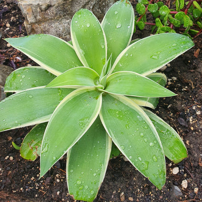 Agave Attenuata | Ray of Light