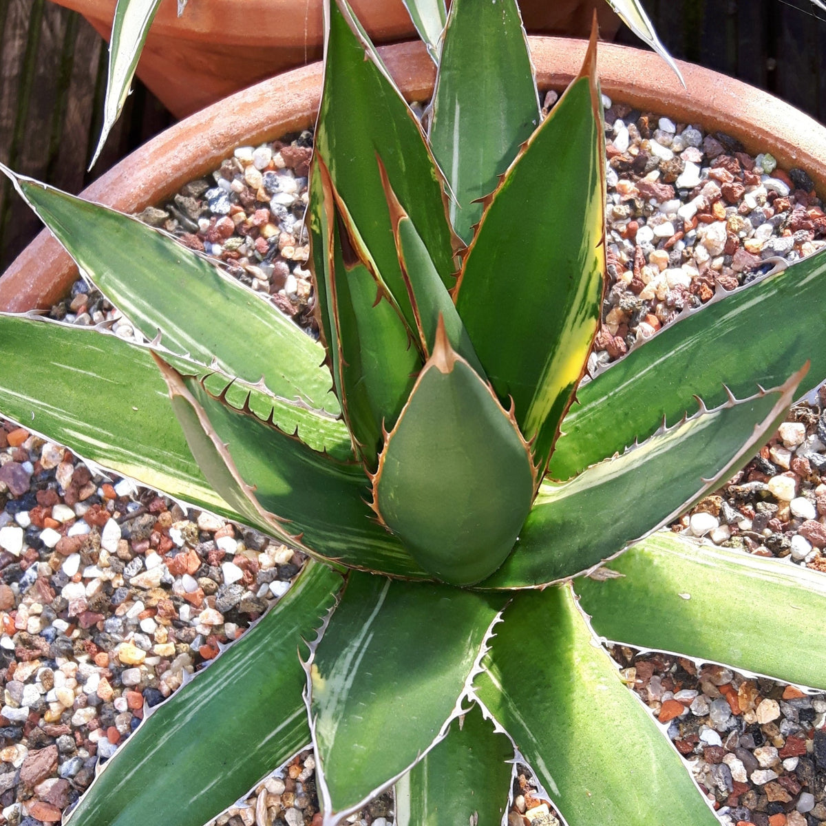 Agave Ghiesbreghtii 'Latino'