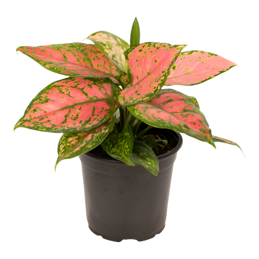 Aglaonema 'Favonia'