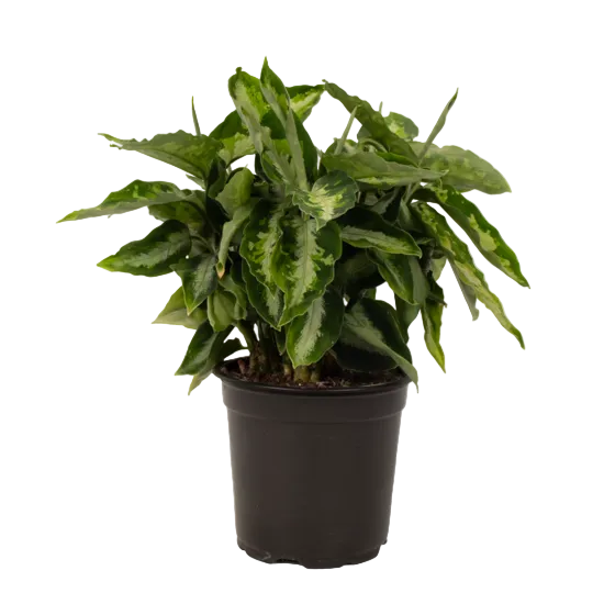 Aglaonema Pictum 12cm