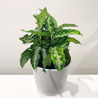 Aglaonema Pictum Tricolour 12cm