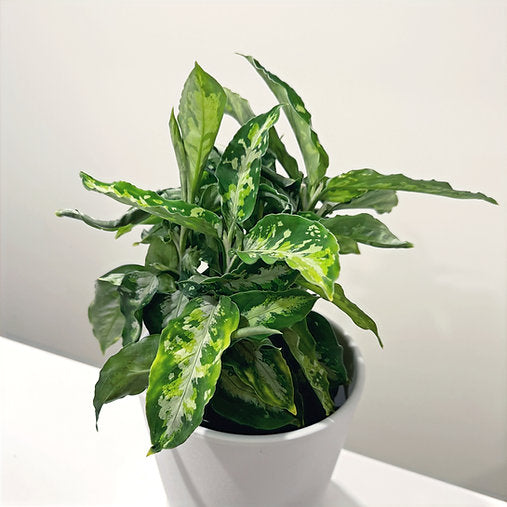Aglaonema Pictum Tricolour 12cm