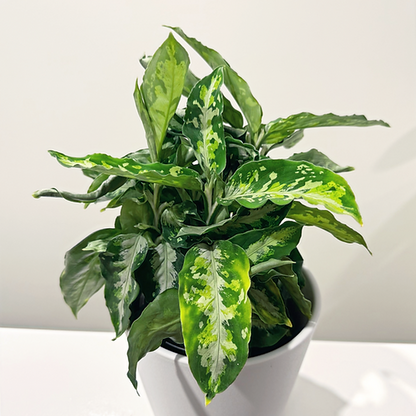 Aglaonema Pictum Tricolour 12cm