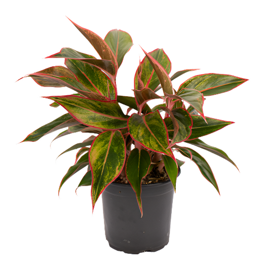 Aglaonema 'Siam Aurora'