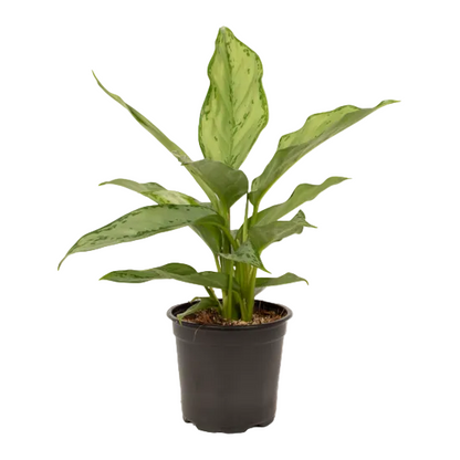 Aglaonema 'Silver Queen' 12cm