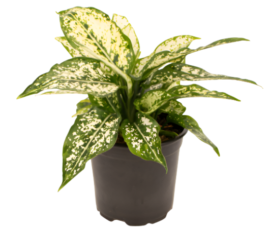 Aglaonema 'Thai Snowflakes'