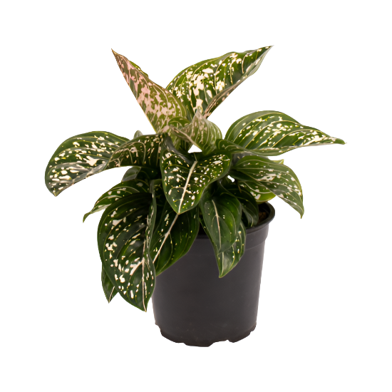 Aglaonema 'Tom's Pride'