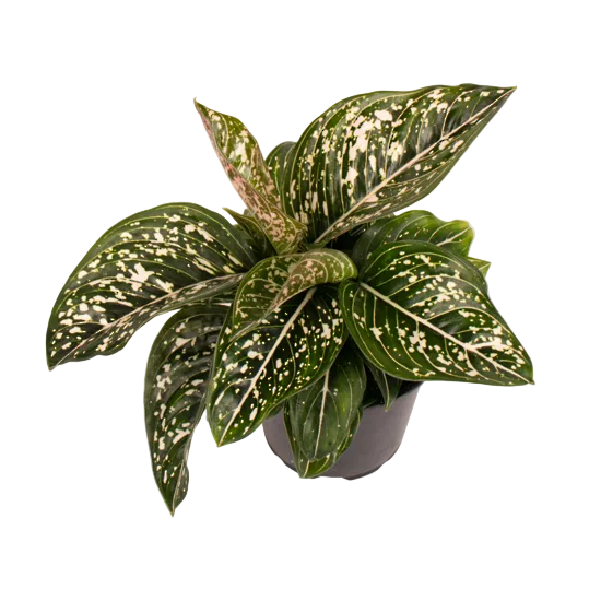 Aglaonema 'Tom's Pride' 12cm